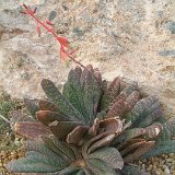 Gasteria disticha v. compacta ©JL DSCF1455.JPG